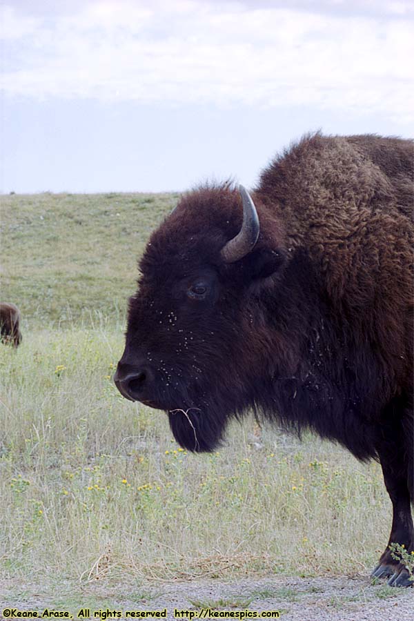 Bison