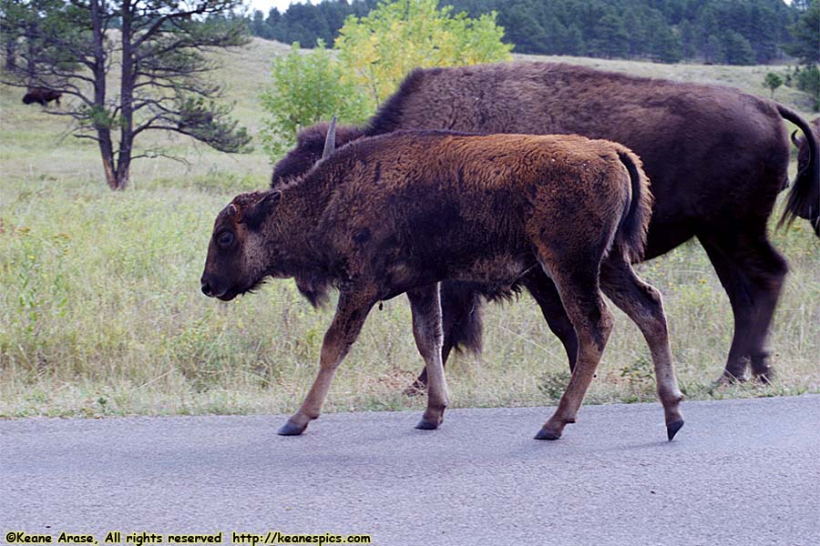 Bison