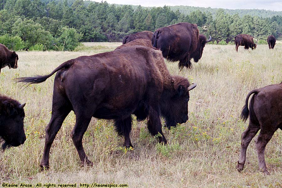 Bison