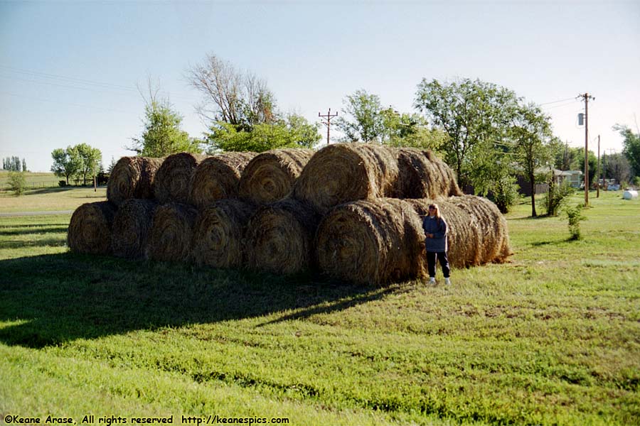 Hay Rolls