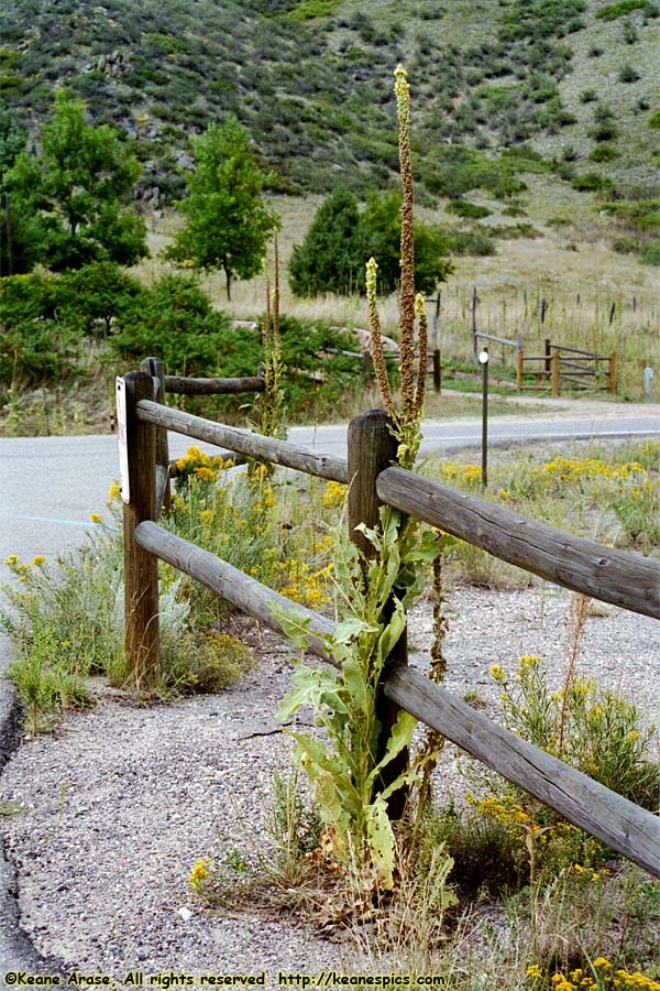 Fence posts