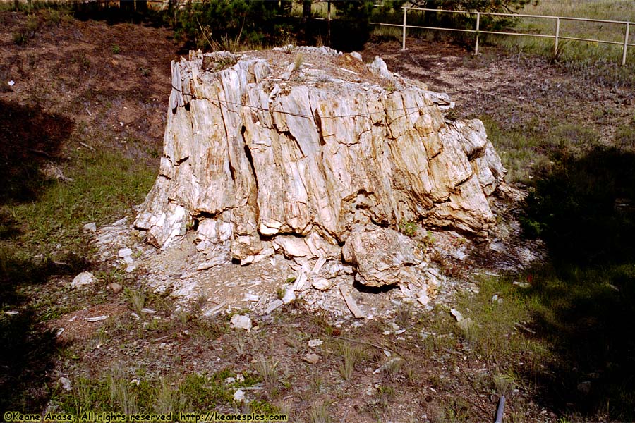 Petrified Sequoia Stump