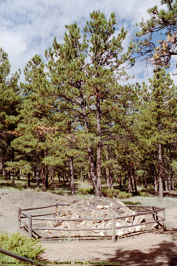 Pine on Petrified Stump