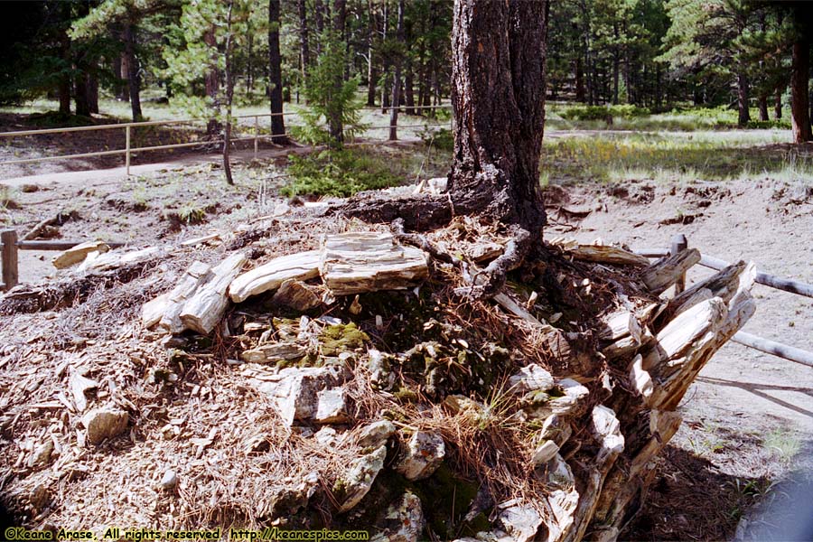 Pine on Petrified Stump