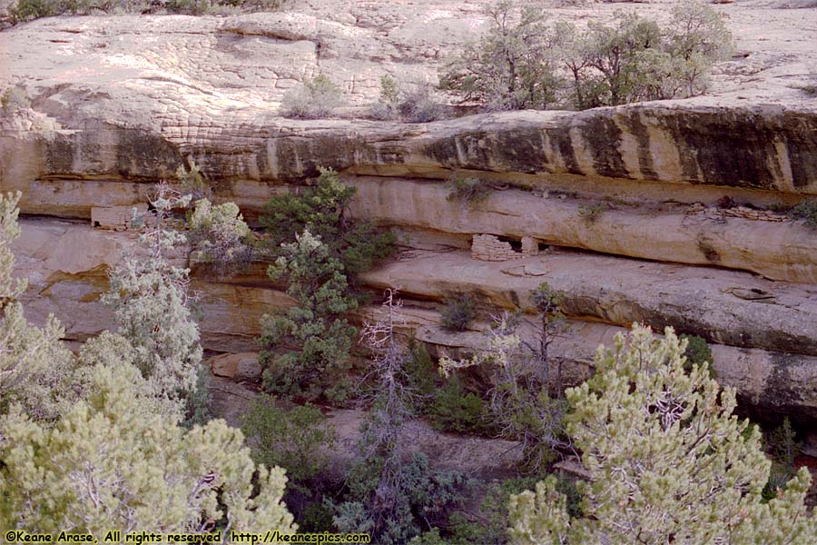 Along Spruce Tree House Trail