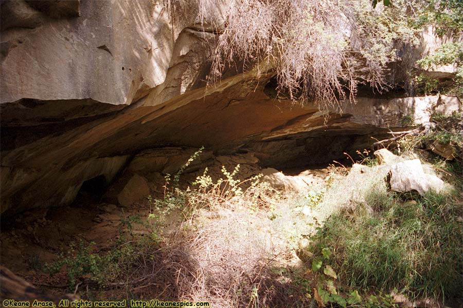 Along Spruce Tree House Trail