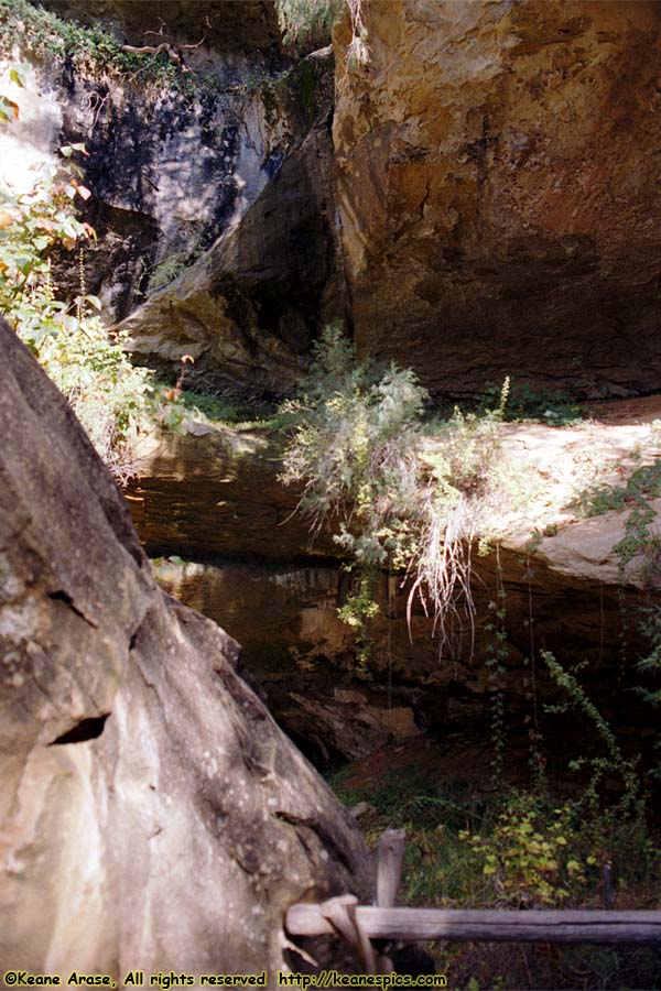 Along Spruce Tree House Trail