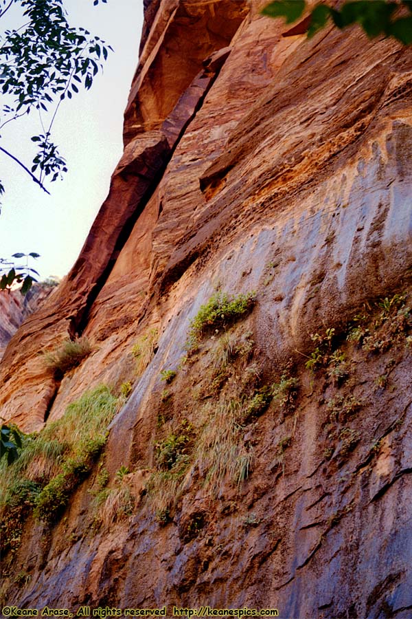 Weeping Rock