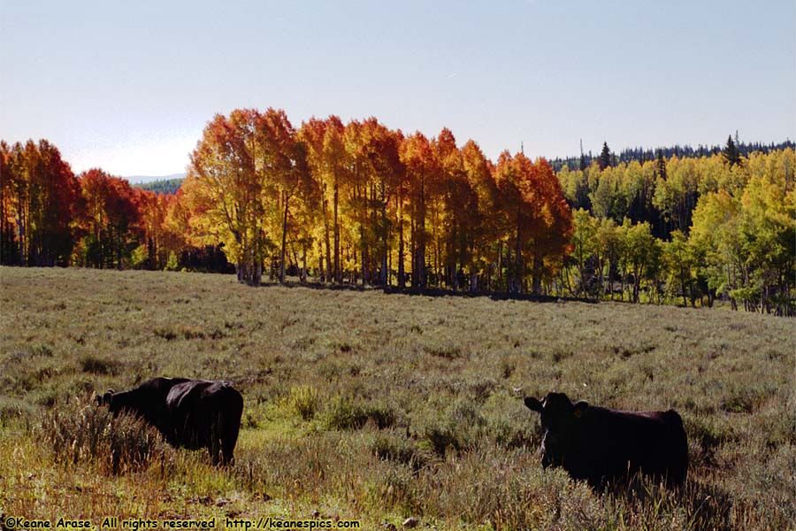 Fall Trees