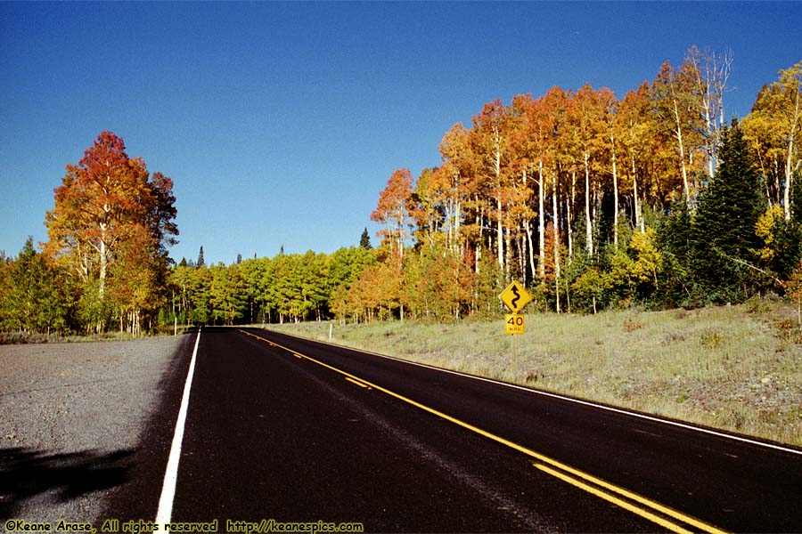 Fall Trees