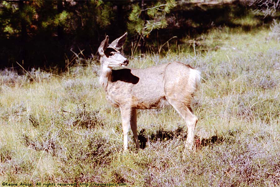 Mule Deer