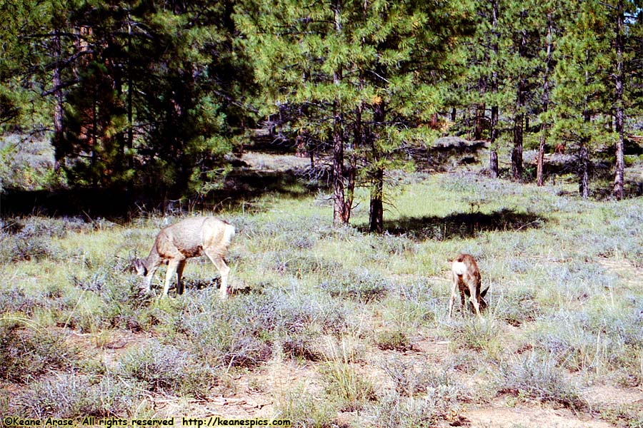 Mule Deer