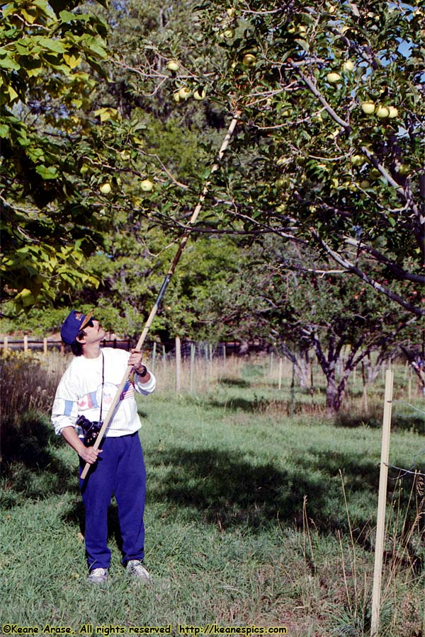 Fruita Apple Orchard