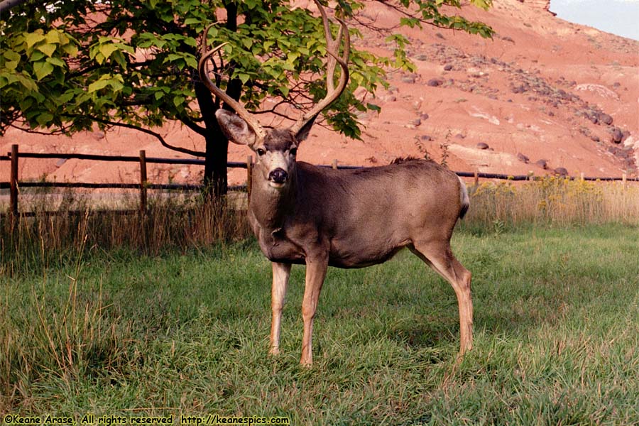 Fruita Apple Orchard