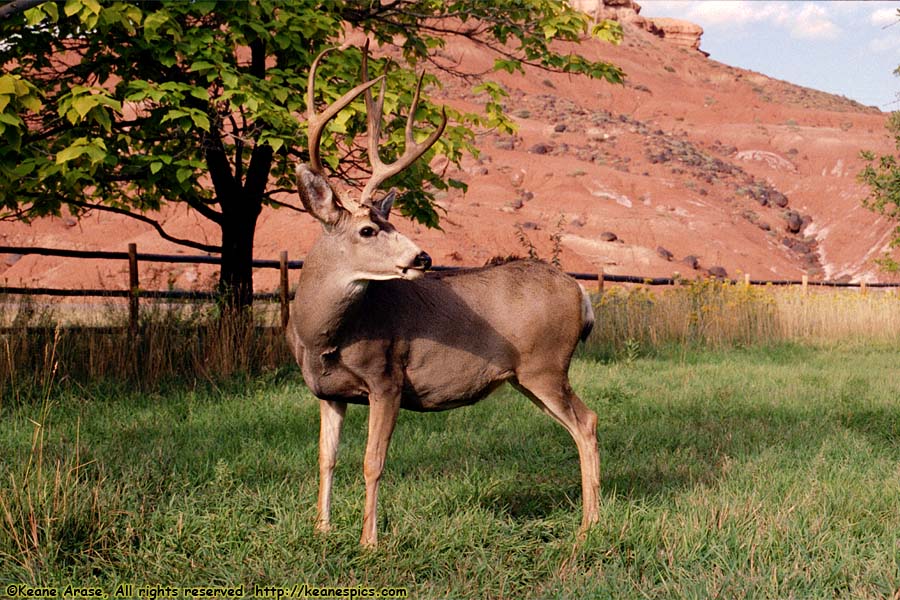 Fruita Apple Orchard