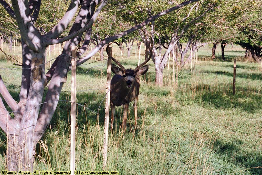 Fruita Apple Orchard