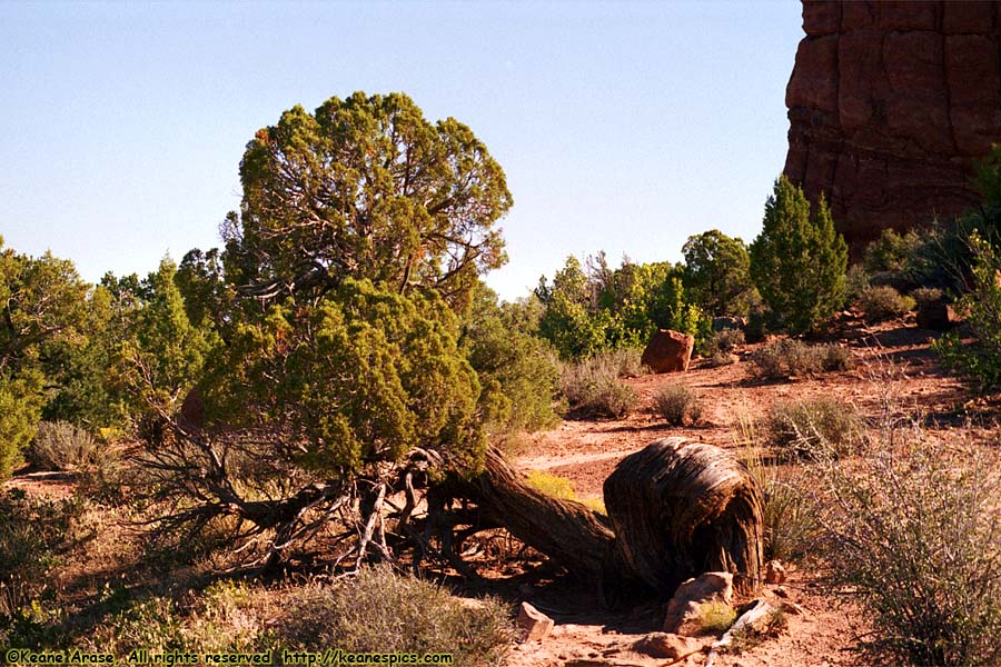 Utah Juniper