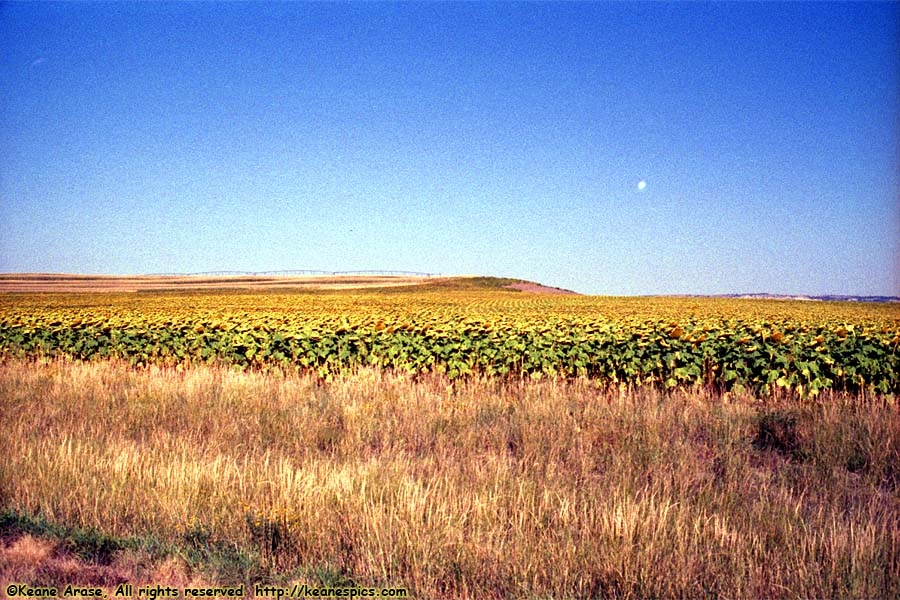 Sunflowers!