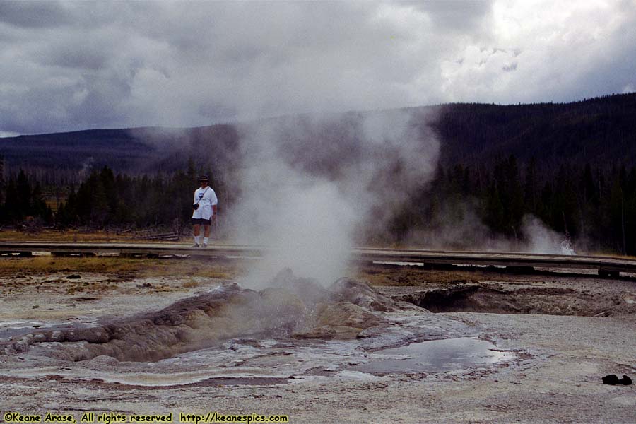 Mustard Spring