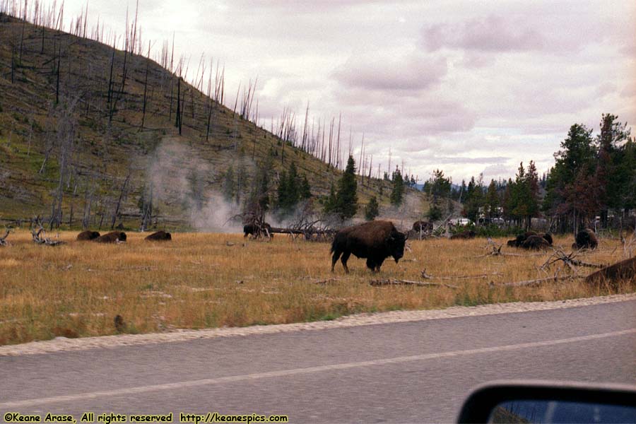 Bison