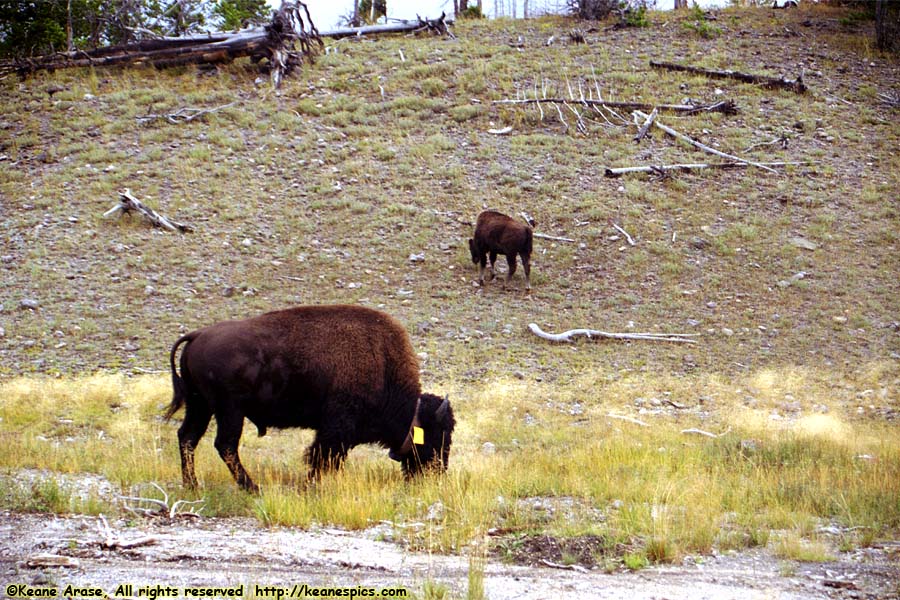 Bison