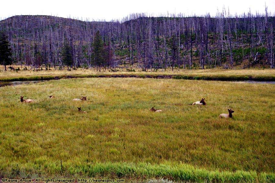 Elk / Gibbon River