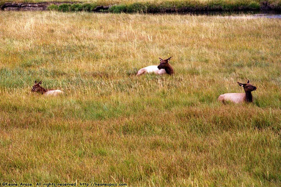 Elk / Gibbon River