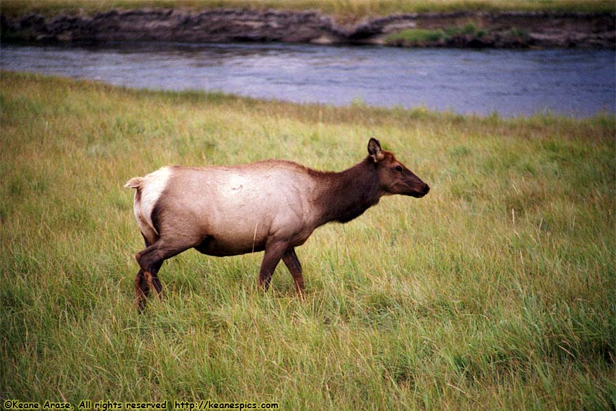 Elk / Gibbon River