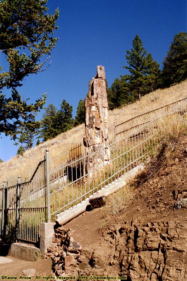 Petrified Tree