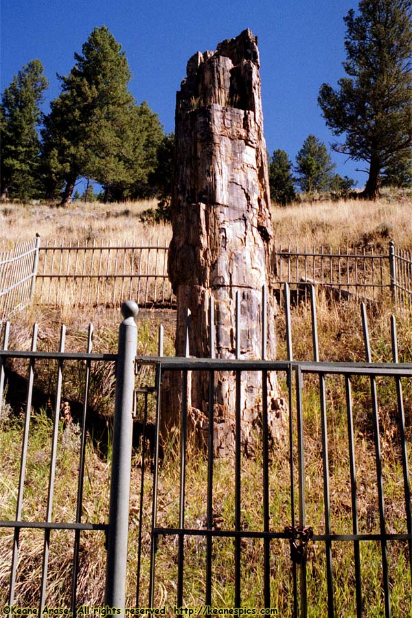 Petrified Tree