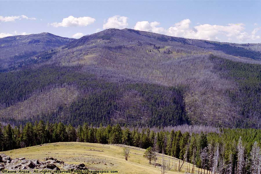 Near Dunraven Pass