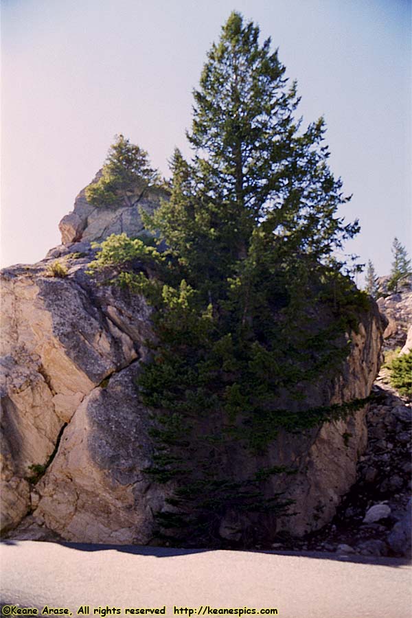 The Hoodoos