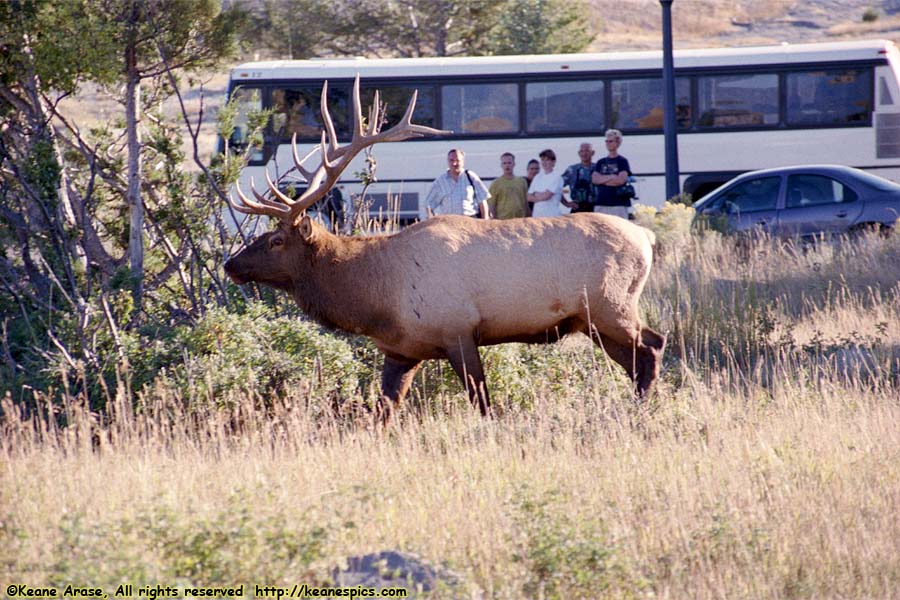 Elk