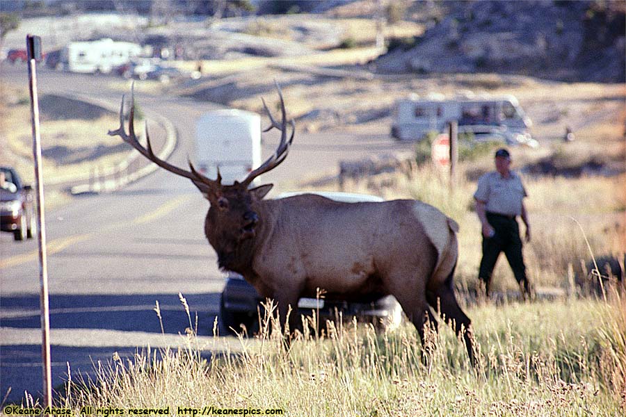 Elk