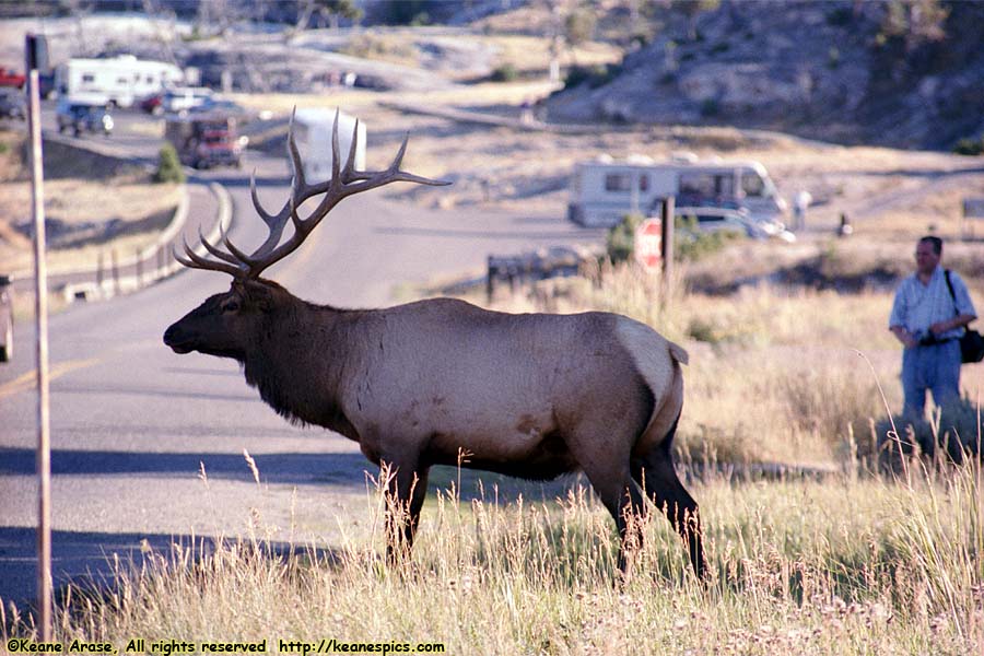 Elk