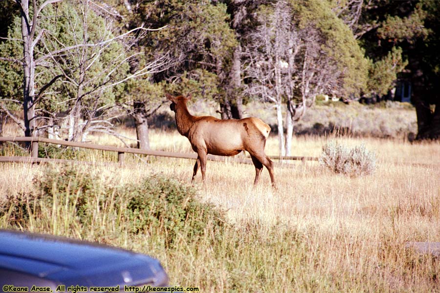 Elk