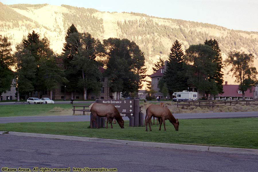 Elk