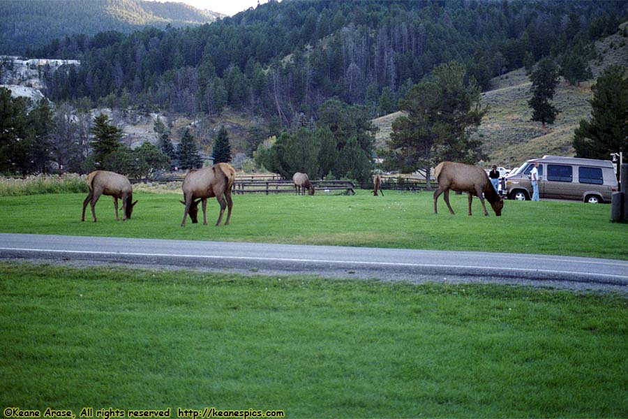 Elk