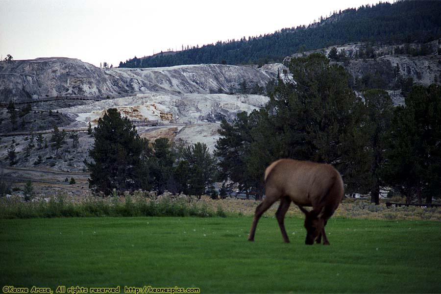 Elk