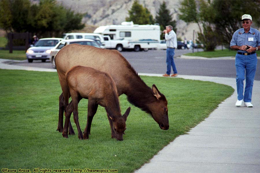 Elk