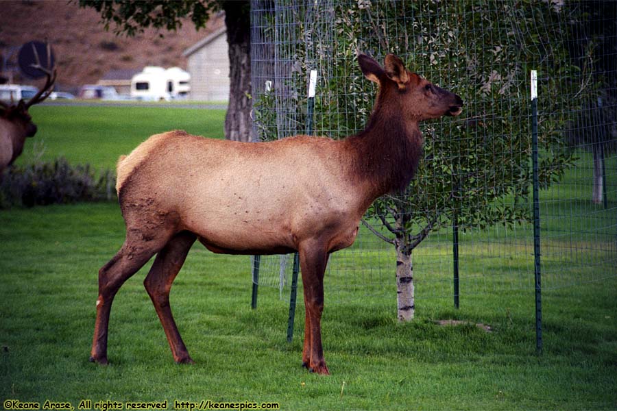 Elk