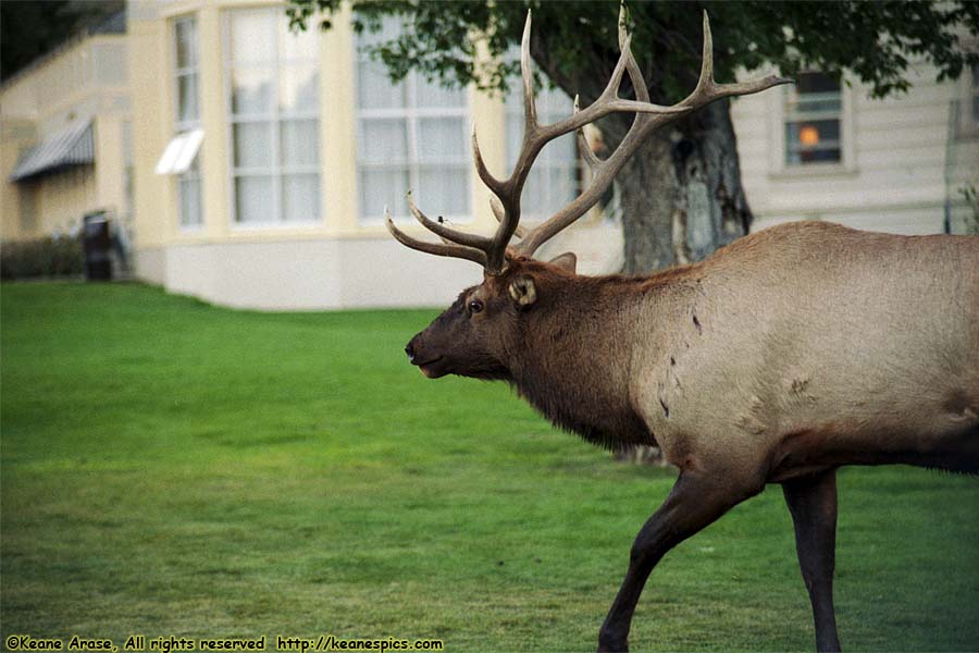 Elk