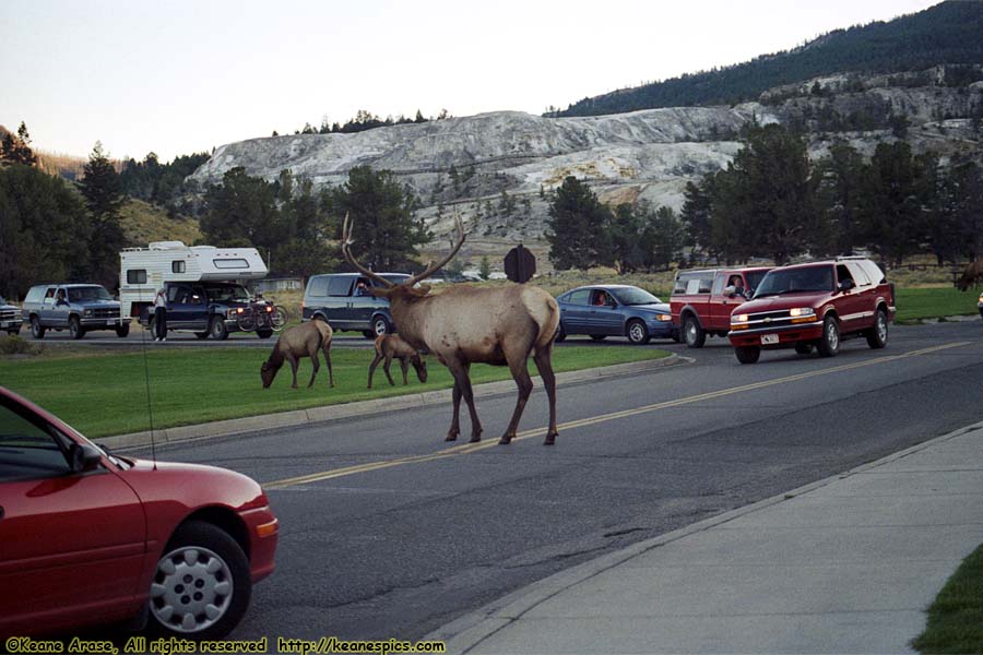 Elk