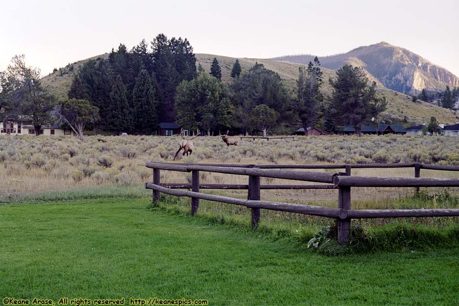 Elk