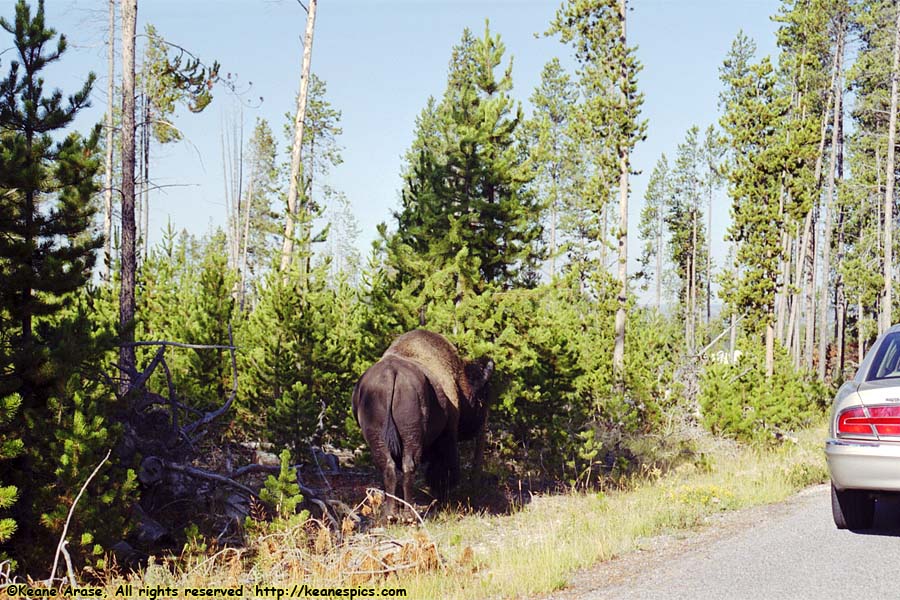 Buffalo (Butt shot)