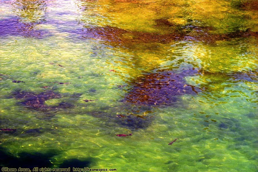 Cutthroat Trout