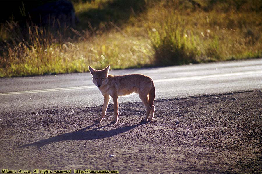 Coyote