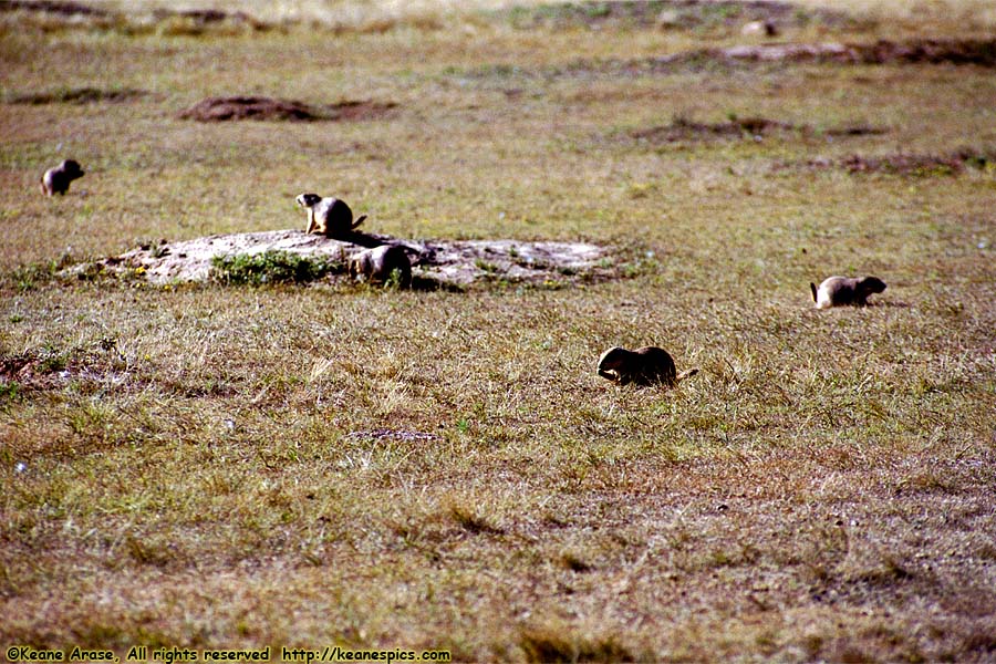 Prairie Dogs