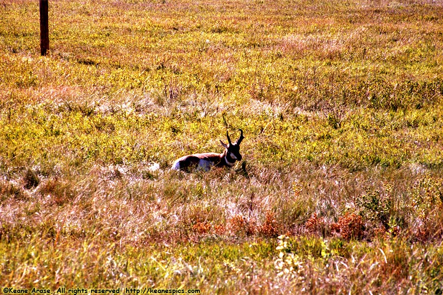 Pronghorn Antelope