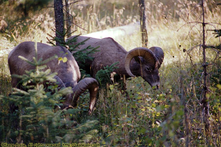 Bighorn Sheep